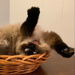 Meet your Posher, Karly